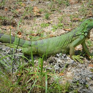 Green Iguana
