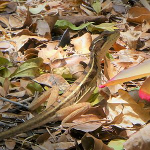 Brown Basilisk