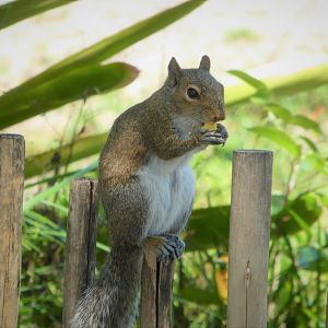 Eastern Gray Squirrel