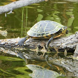 Yellow-bellied Slider