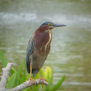 Green Heron