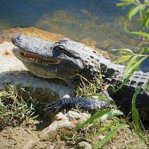 American Alligator