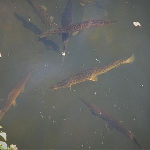 Florida Gar and Common Pleco