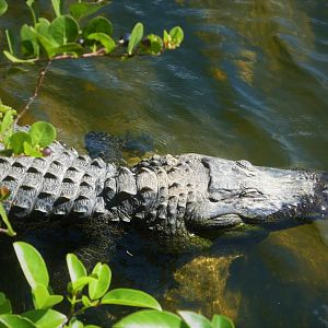 American Alligator