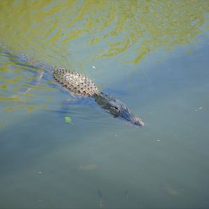 American Alligator