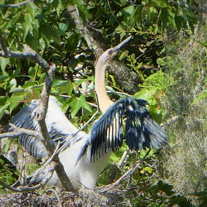 Anhinga Chick