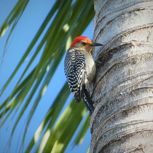 Red-bellied Woodpecker