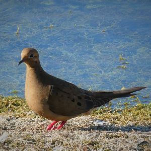 Mourning Dove