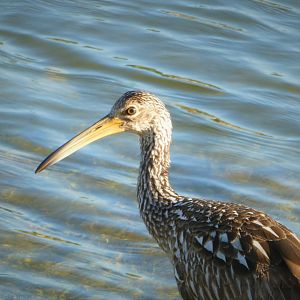 Limpkin