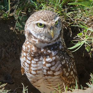 Florida Burrowing Owl
