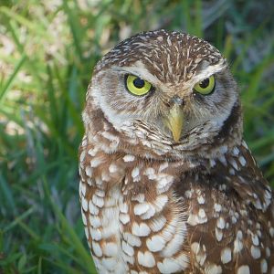 Florida Burrowing Owl