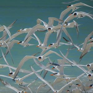 Royal Terns