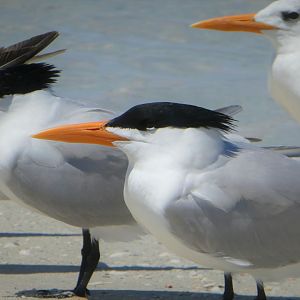 Royal Tern