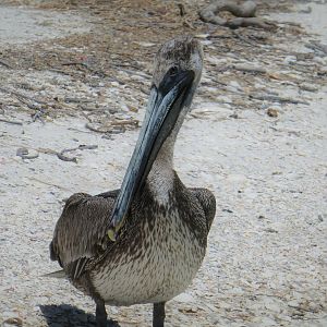 Brown Pelican