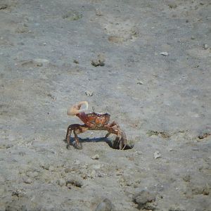 Sand Fiddler Crab