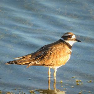 Killdeer