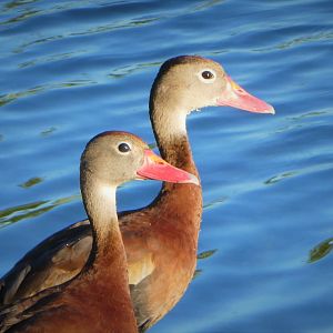 Black-bellied Whistling-Ducks