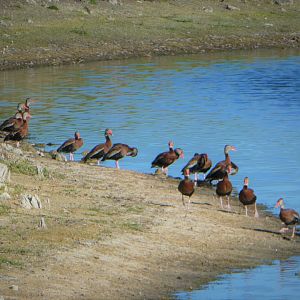 Black-bellied Whistling-Ducks