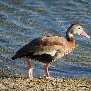 Black-bellied Whistling-Duck