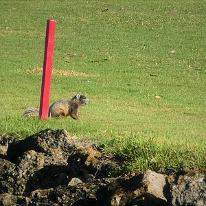 Mangrove Fox Squirrel