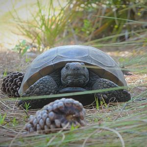 Gopher Tortoise