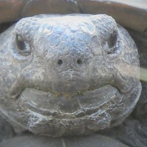 Gopher Tortoise