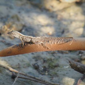 Brown Anole