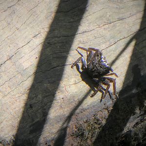 Mangrove Tree Crab
