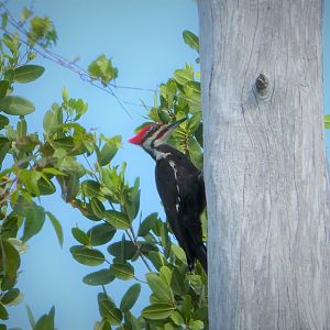 Southern Pileated Woodpecker