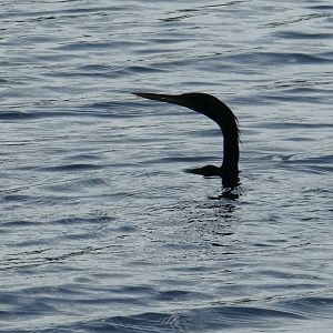 Anhinga