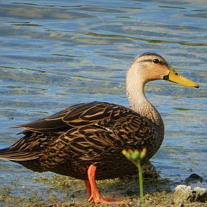 Florida Mottled Duck