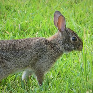 Eastern Cottontail