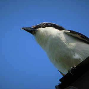 Loggerhead Shrike