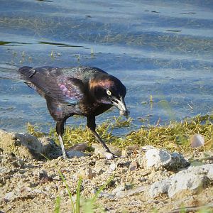 Florida Grackle