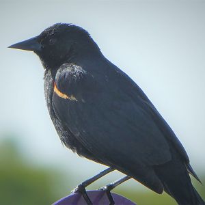 Red-winged Blackbird