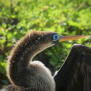 Anhinga
