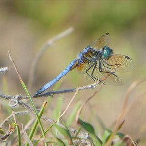 Little Blue Dragonlet