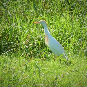 Western Cattle Egret