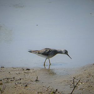 Lesser Yellowlegs