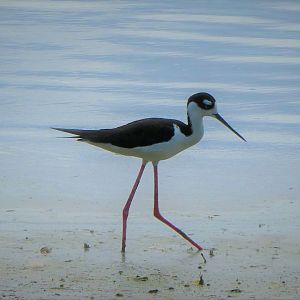 Black-necked Stilt