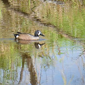 Blue-winged Teal