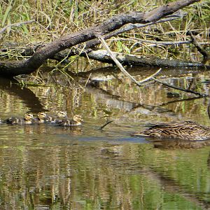 Florida Mottled Duck with Ducklings