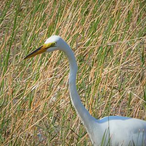 Great Egret