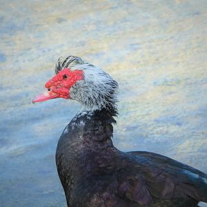 Domestic Muscovy Duck
