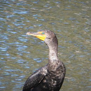 Florida Cormorant