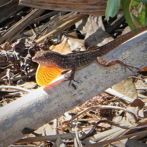 Brown Anole