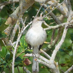 Northern Mockingbird