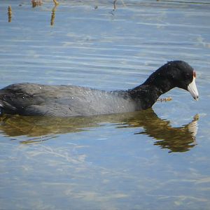 American Coot