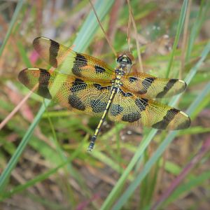 Halloween Pennant
