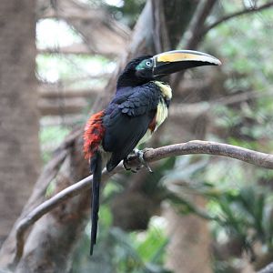 Many-banded Aracari (Pteroglossus pluricinctus)